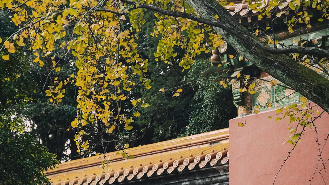 Ginkgo leaves over a glazed-tile roof in autumn