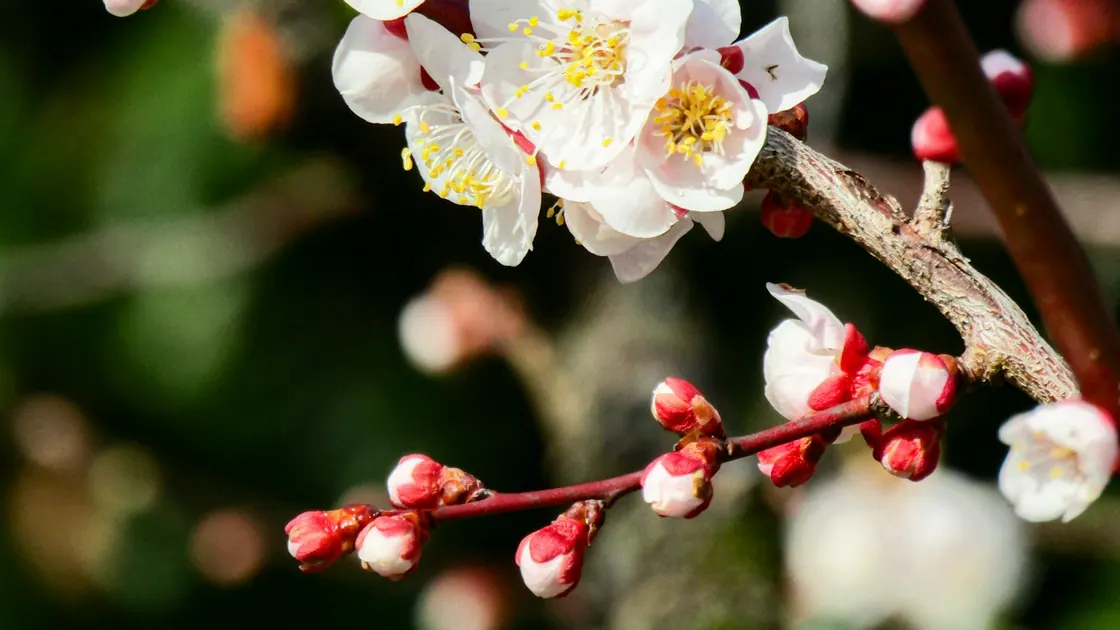 White plum blossom with red calyces on a branch against a soft green background